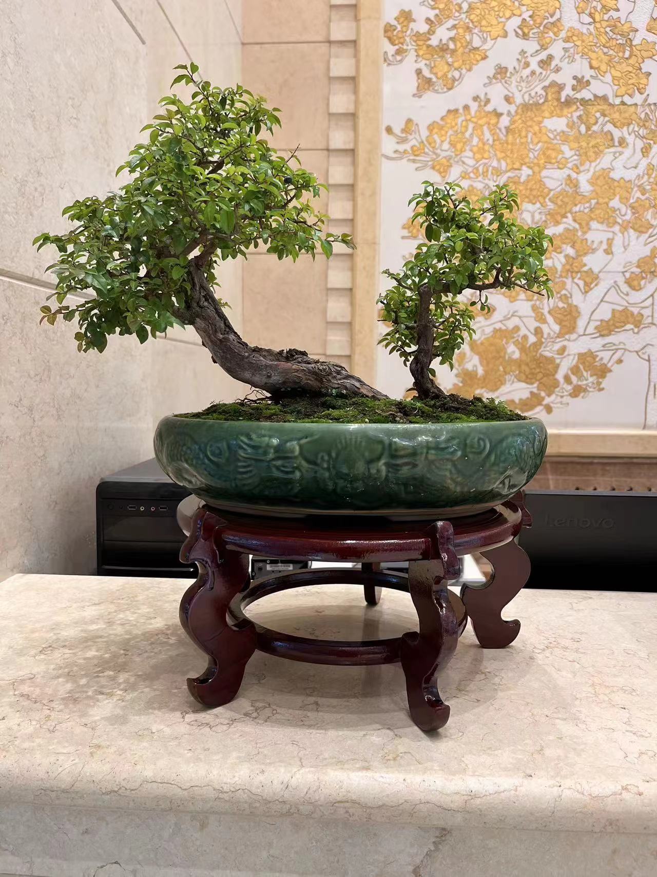 盆景图片
